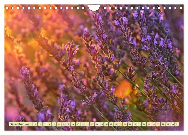 Produktbild: Traum-Ziele - Lavendel der Provence, Frankreich (Wandkalender 2026 DIN A4 quer), CALVENDO Monatskalender