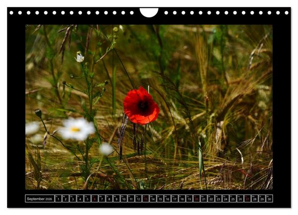 Produktbild: Roter Mohn, bunte Wiesen (Wandkalender 2026 DIN A4 quer), CALVENDO Monatskalender