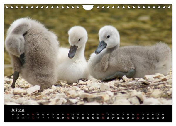 Produktbild: Die Kinderstube der Wasserv&ouml;gel (Wandkalender 2026 DIN A4 quer), CALVENDO Monatskalender