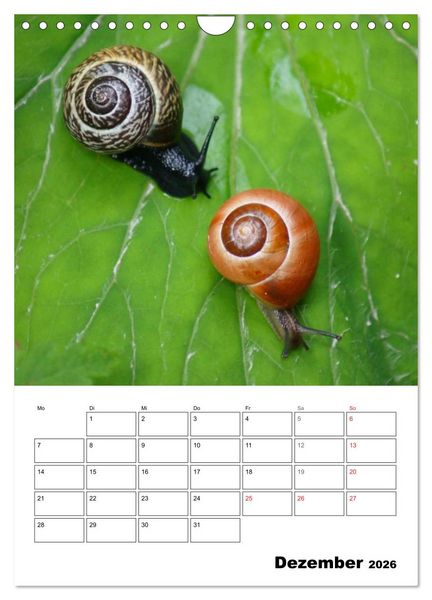 Produktbild: Die geheimnisvolle Welt der Schnecken (Wandkalender 2026 DIN A4 hoch), CALVENDO Monatskalender