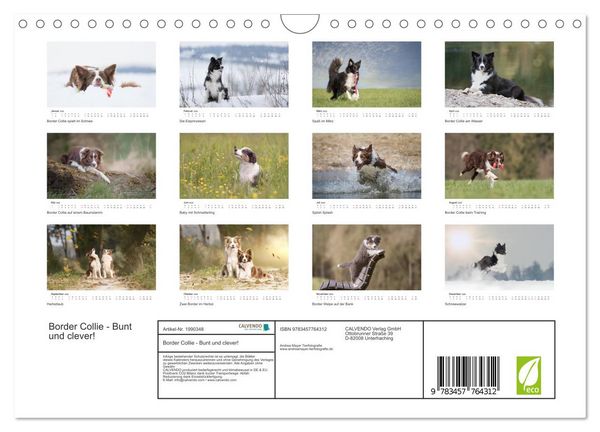Produktbild: Border Collie - Bunt und clever! (Wandkalender 2026 DIN A4 quer), CALVENDO Monatskalender