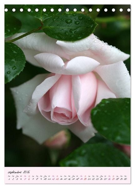Produktbild: Une f&ecirc;te des roses (Calendrier de bureau 2026 DIN A5 horizontal), CALVENDO calendrier mensuel