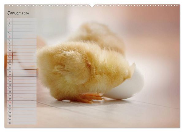 Produktbild: Tierisches aus der K&uuml;ken-Welt (Wandkalender 2026 DIN A2 quer), CALVENDO Monatskalender
