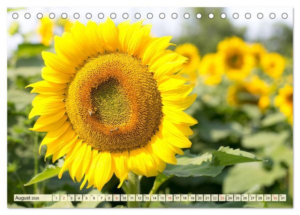 Produktbild: Sonnenblumen. Das Strahlen des Sommers (Tischkalender 2026 DIN A5 quer), CALVENDO Monatskalender