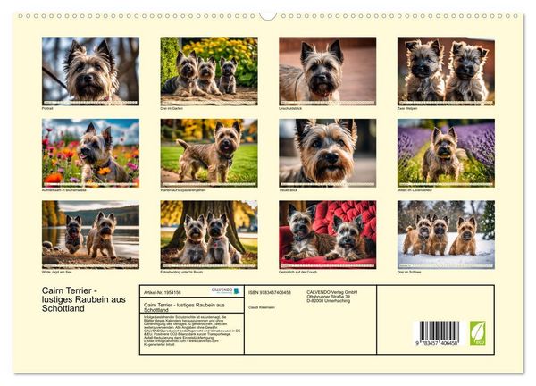 Produktbild: Cairn Terrier - lustiges Raubein aus Schottland (hochwertiger Premium Wandkalender 2026 DIN A2 quer), Kunstdruck in Hochglanz