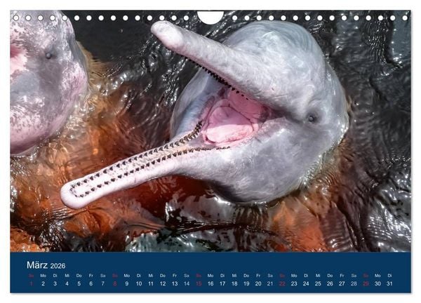 Produktbild: Brasilien tierisch gut 2026 (Wandkalender 2026 DIN A4 quer), CALVENDO Monatskalender
