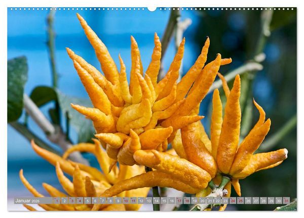 Produktbild: Bio Zitrus Garten (hochwertiger Premium Wandkalender 2026 DIN A2 quer), Kunstdruck in Hochglanz