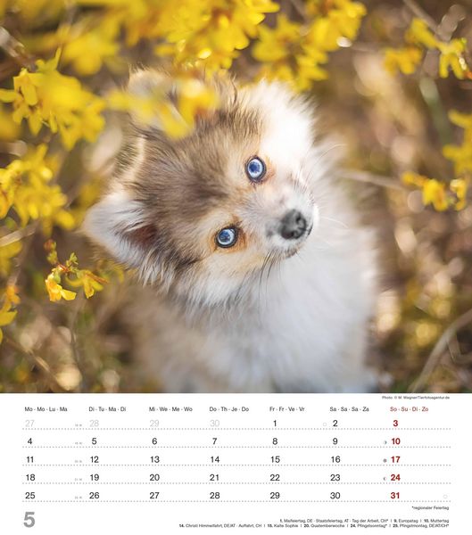 Produktbild: Niedliche Hundekinder 2026 - Wand-Kalender - Tier-Kalender - 30x34