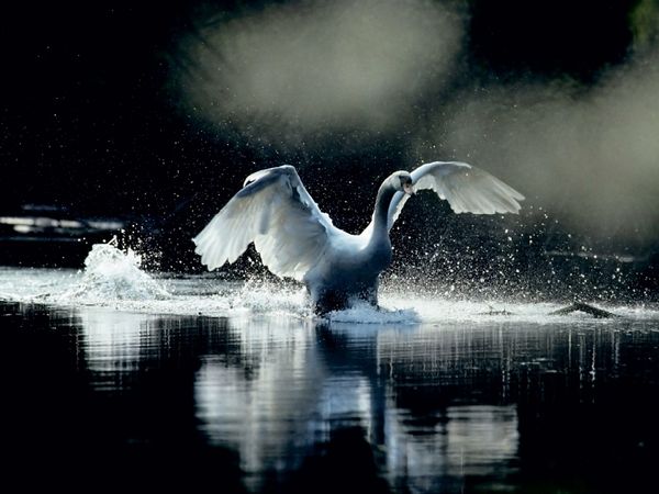 Produktbild: CALVENDO Puzzle Ein Bild SWANS Kalender. wei&szlig; Eleganz | 1000 Teile Lege-Gr&ouml;&szlig;e 64x48cm Foto-Puzzle f&uuml;r gl&uuml;ckliche Stunden