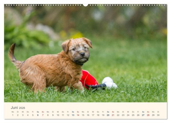 Produktbild: IRISH SOFT COATED WHEATEN TERRIER WELPEN 2026 (Wandkalender 2026 DIN A2 quer), CALVENDO Monatskalender