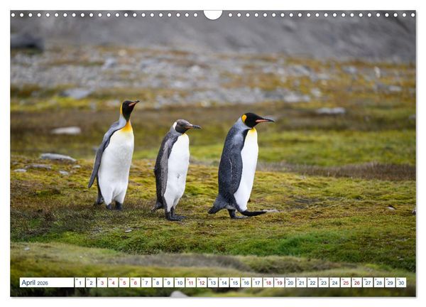 Produktbild: S&uuml;dgeorgien - Abgelegenes Naturparadies (Wandkalender 2026 DIN A3 quer), CALVENDO Monatskalender