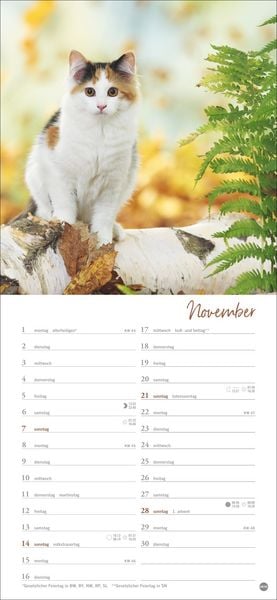 Produktbild: Katzen slim - Auf sanften Pfoten Kalender 2027