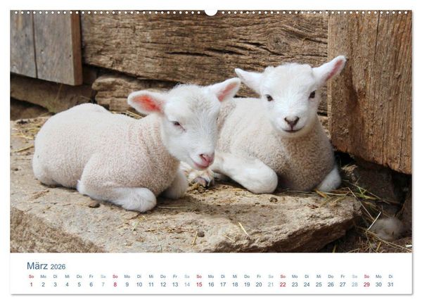 Produktbild: Tierisches Leben auf dem Bauernhof 2026 (Wandkalender 2026 DIN A2 quer), CALVENDO Monatskalender