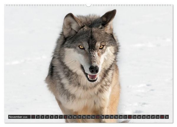 Produktbild: W&ouml;lfe. Graue Eminenzen (hochwertiger Premium Wandkalender 2026 DIN A2 quer), Kunstdruck in Hochglanz