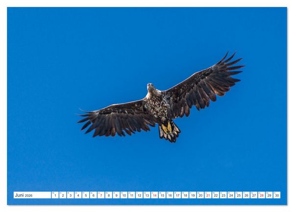 Produktbild: Lofoten Vester&aring;len (hochwertiger Premium Wandkalender 2026 DIN A2 quer), Kunstdruck in Hochglanz