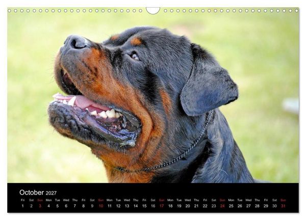 Produktbild: Rottweiler Portait Shots 2027 (Wall Calendar 2027 DIN A3 landscape), CALVENDO 12 Month Wall Calendar