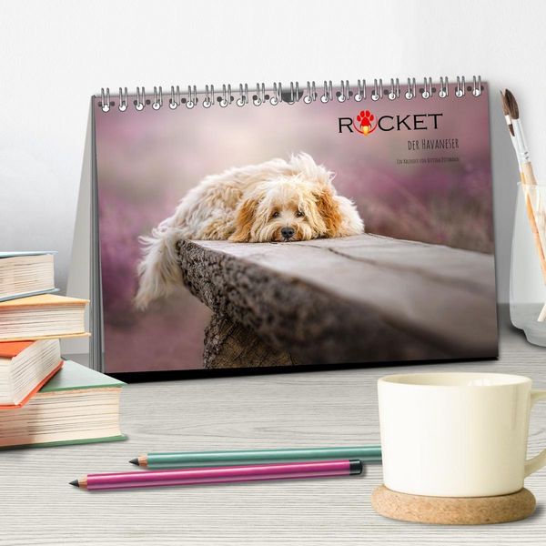 Produktbild: Rocket der Havaneser (Tischkalender 2027 DIN A5 quer), CALVENDO Monatskalender