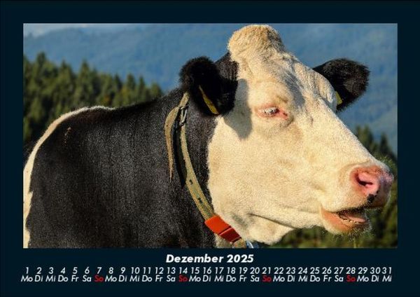 Produktbild: Kuhkalender 2025 Fotokalender DIN A5