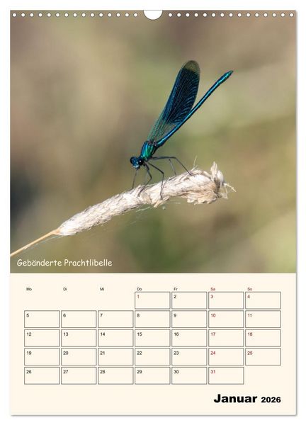 Produktbild: Libellen - Flugk&uuml;nstler in Bayern (Wandkalender 2026 DIN A3 hoch), CALVENDO Monatskalender