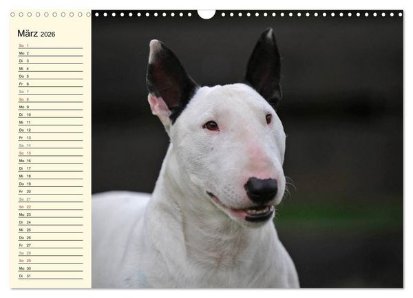 Produktbild: Bullterrier (Wandkalender 2026 DIN A3 quer), CALVENDO Monatskalender