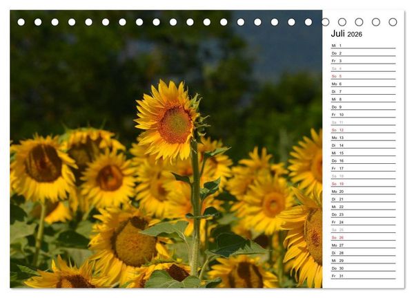 Produktbild: Ein Jahr lang Sonnenblumen (Tischkalender 2026 DIN A5 quer), CALVENDO Monatskalender