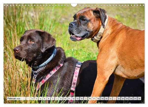 Produktbild: Beste Buddys (Wandkalender 2026 DIN A3 quer), CALVENDO Monatskalender