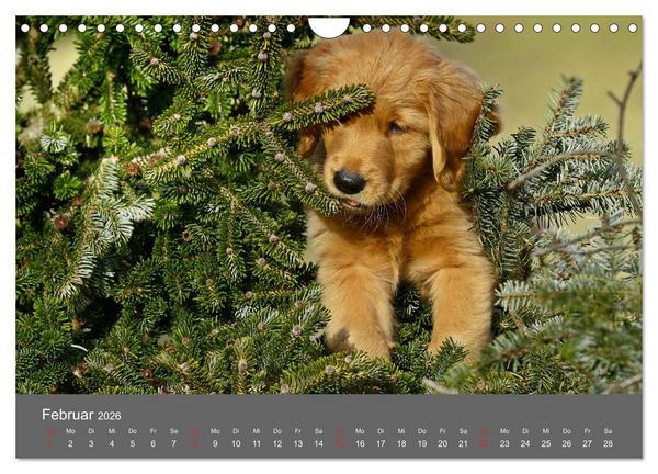 Produktbild: Chesley Kleiner Hund grosse Abenteuer (Wandkalender 2026 DIN A4 quer), CALVENDO Monatskalender