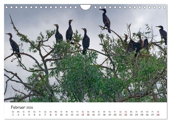 Produktbild: Donau-Delta (Wandkalender 2026 DIN A4 quer), CALVENDO Monatskalender