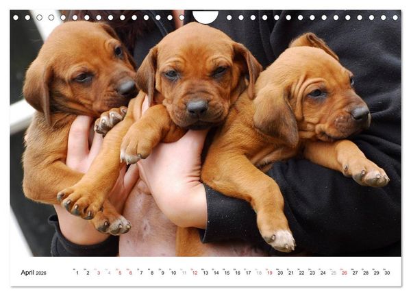 Produktbild: Rhodesian Ridgeback Welpen (Wandkalender 2026 DIN A4 quer), CALVENDO Monatskalender