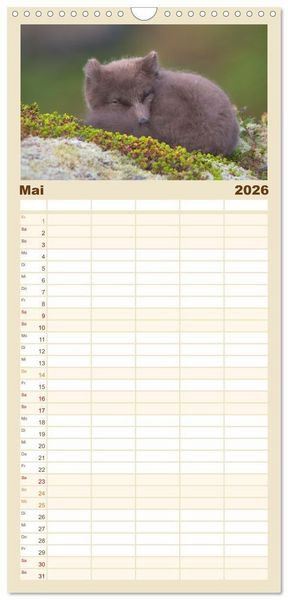 Produktbild: Familienplaner 2026 - Polarfuchs-Welpen mit 5 Spalten (Wandkalender, 21 x 45 cm) CALVENDO