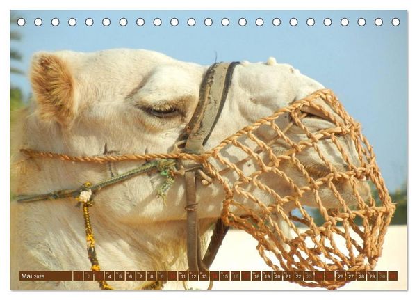 Produktbild: Kamele &bull; Dromedar & Trampeltier (Tischkalender 2026 DIN A5 quer), CALVENDO Monatskalender