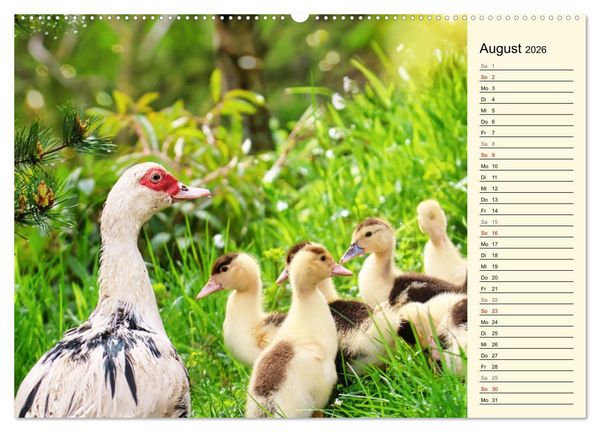 Produktbild: Entz&uuml;ckende Entenk&uuml;ken (Wandkalender 2026 DIN A2 quer), CALVENDO Monatskalender