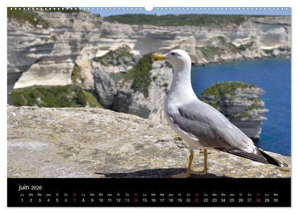 Produktbild: La Corse Ile de Beaut&eacute; (Calendrier mural 2026 DIN A2 vertical) calendrier de bureau