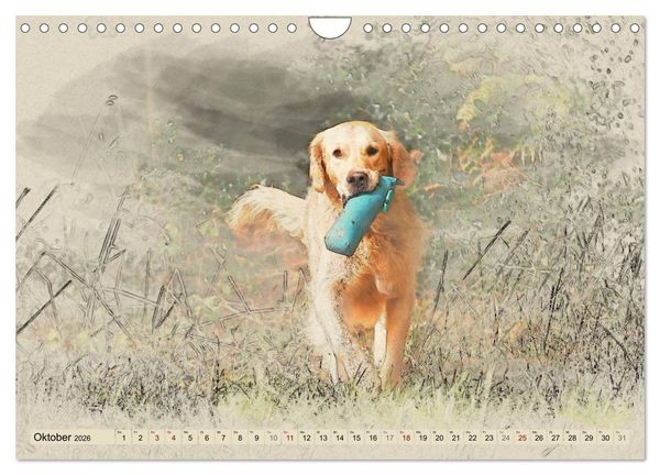 Produktbild: Golden Retriever 2026 (Wandkalender 2026 DIN A4 quer), CALVENDO Monatskalender