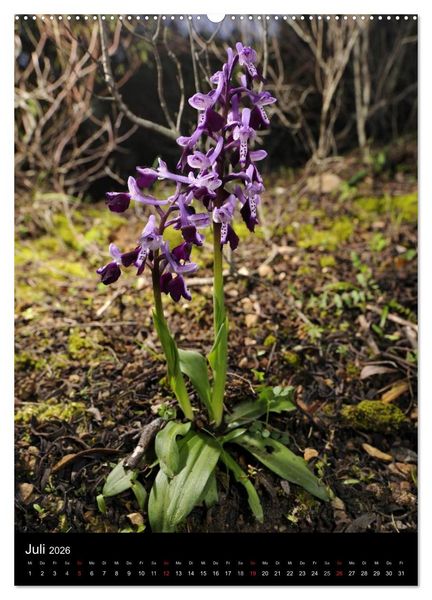 Produktbild: Orchideen in S&uuml;deuropa (hochwertiger Premium Wandkalender 2026 DIN A2 hoch), Kunstdruck in Hochglanz