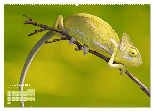 Produktbild: Cham&auml;leon: Die farbenfrohe Welt der Reptilien (Wandkalender 2026 DIN A2 quer), CALVENDO Monatskalender