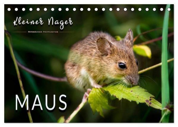 Produktbild: Kleiner Nager - Maus (Tischkalender 2026 DIN A5 quer), CALVENDO Monatskalender