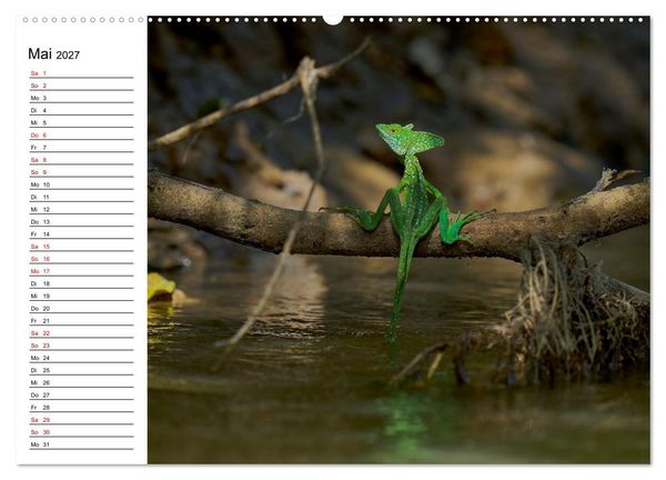 Produktbild: Costa Rica &ndash; Tierparadies im Regenwald (Wandkalender 2027 DIN A2 quer), CALVENDO Monatskalender