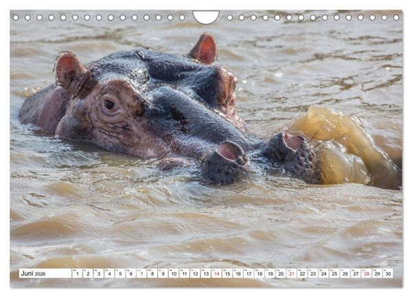 Produktbild: Wunderwelt der Tiere - S&uuml;dafrika (Wandkalender 2026 DIN A4 quer), CALVENDO Monatskalender