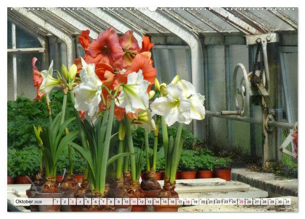 Produktbild: Amaryllis-Bl&uuml;ten (Wandkalender 2026 DIN A2 quer), CALVENDO Monatskalender