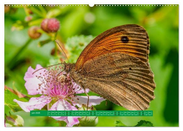 Produktbild: La vie de nos prairie, les papillons (Calendrier mural 2026 DIN A2 vertical) calendrier de bureau