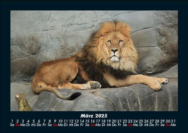 Produktbild: L&ouml;wen in der Wildnis 2025 Fotokalender DIN A5