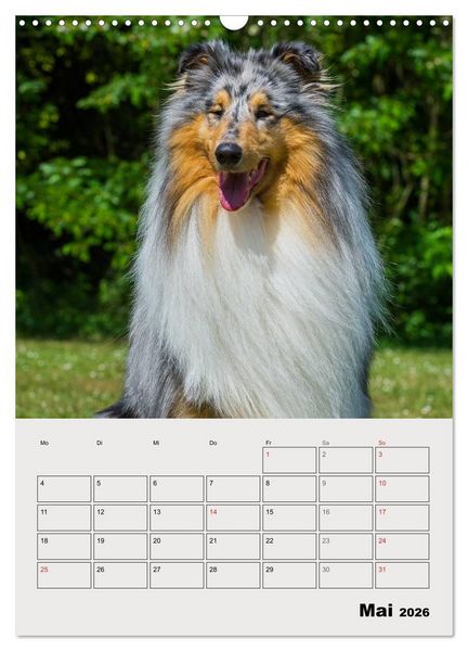 Produktbild: Collies - Freunde f&uuml;r&acute;s Leben (Wandkalender 2026 DIN A3 hoch), CALVENDO Monatskalender