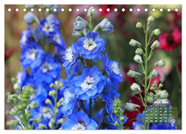Produktbild: Sommerliche Bl&uuml;tentr&auml;ume (Tischkalender 2026 DIN A5 quer), CALVENDO Monatskalender