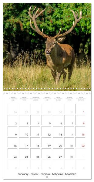 Produktbild: Aux bois des cerfs (Calendrier mural carr&eacute; 2026 30x30 cm) Calendrier double avec une page pour vos prises de notes