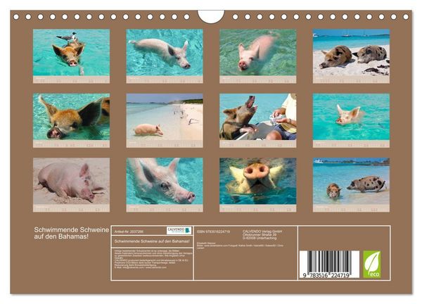 Produktbild: Schwimmende Schweine auf den Bahamas! (Wandkalender 2026 DIN A4 quer), CALVENDO Monatskalender
