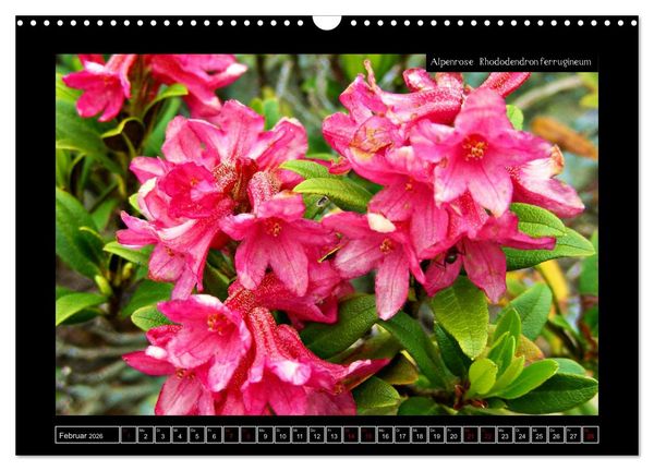 Produktbild: Alpine Flora in der Hom&ouml;opathie (Wandkalender 2026 DIN A3 quer), CALVENDO Monatskalender