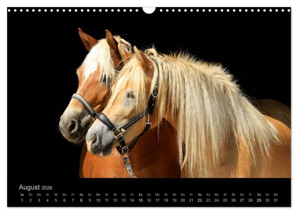 Produktbild: Magische Momente - Pferde Horses Caballos (Wandkalender 2026 DIN A3 quer), CALVENDO Monatskalender