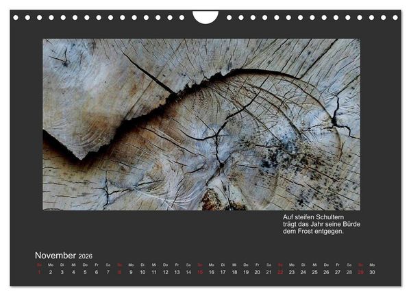 Produktbild: MAGIE HOLZ 2026 (Wandkalender 2026 DIN A4 quer), CALVENDO Monatskalender