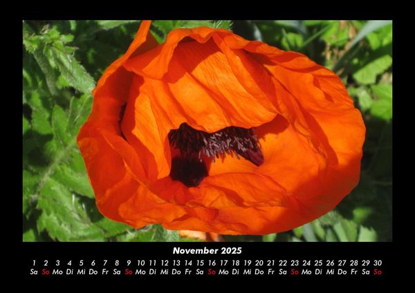 Produktbild: Blumentr&auml;ume 2025 Fotokalender DIN A3